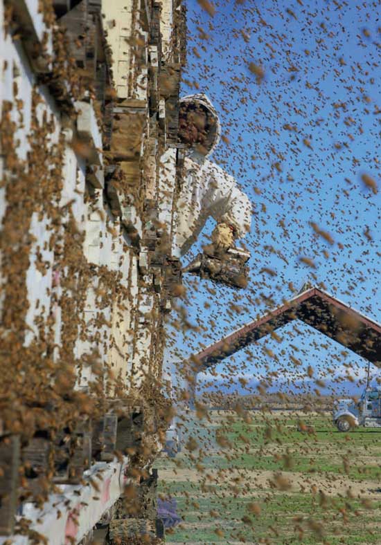 Unloading honey bee hives for use in almond orchards begins under a winter sun. Finally freed, millions of bees fly around in all directions for a cleansing and orientation flight.